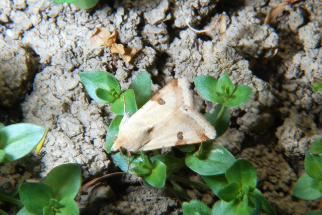 Appartengono alla stessa specie? - S, Heliothis peltigera